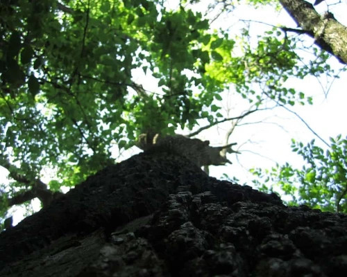Yggdrasil_-_panoramio
